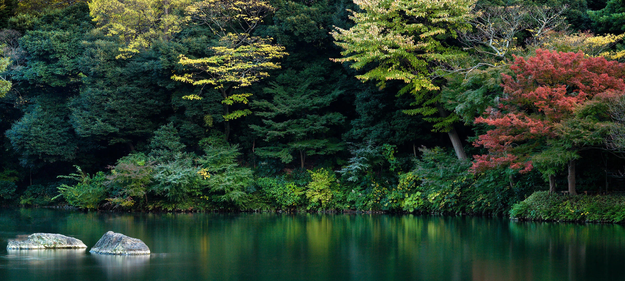 Still water at the edge of a wooded garden in Tokyo, one maple turning red